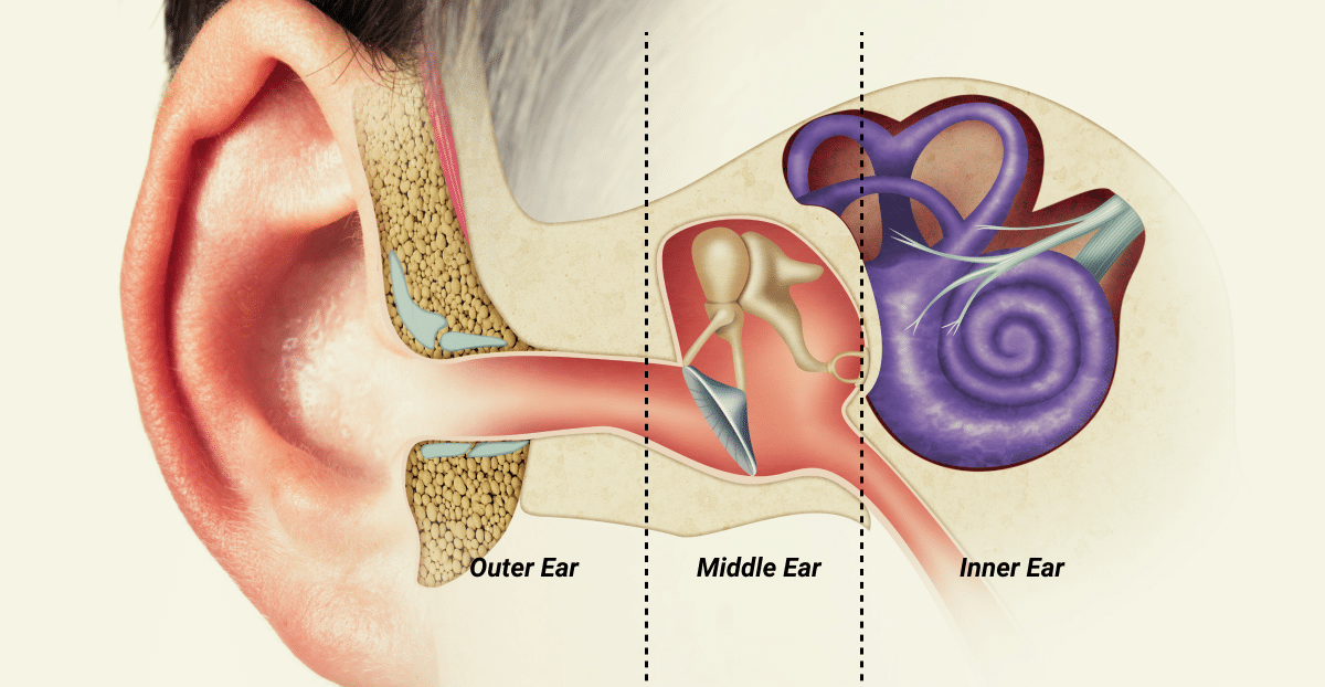 Illustrated diagram of the ear with outer, middle, and inner sections labeled