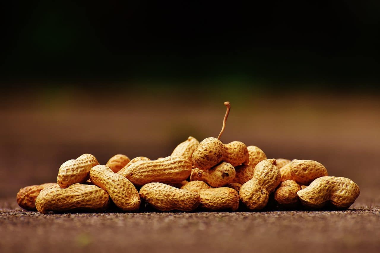 Close up photo of peanuts.