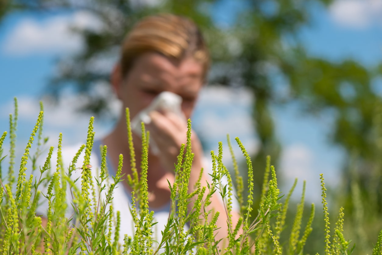 Woman standing behind ragweed blowing her nose.
